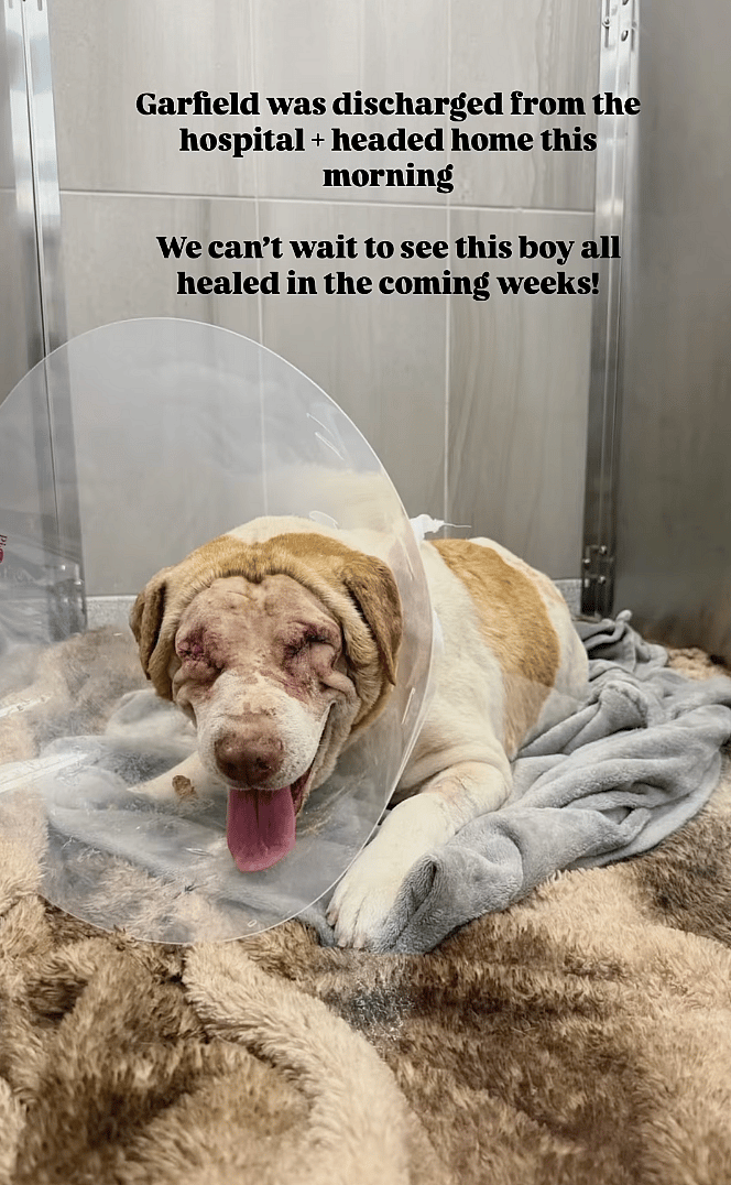 One Look at This Blind Dog’s Photo, and Rescuers Knew They Had to Save Him